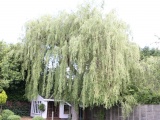 Tn IMG 5717